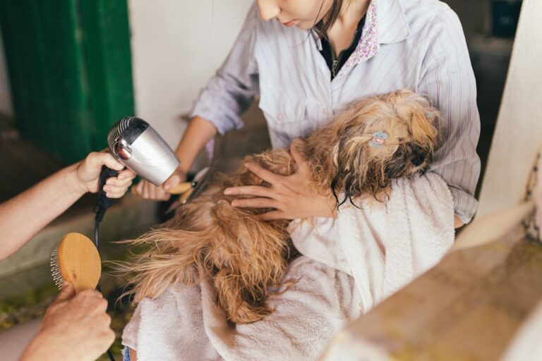 A calm dog being groomed at home by a person, showcasing a relaxed atmosphere with grooming tools nearby.