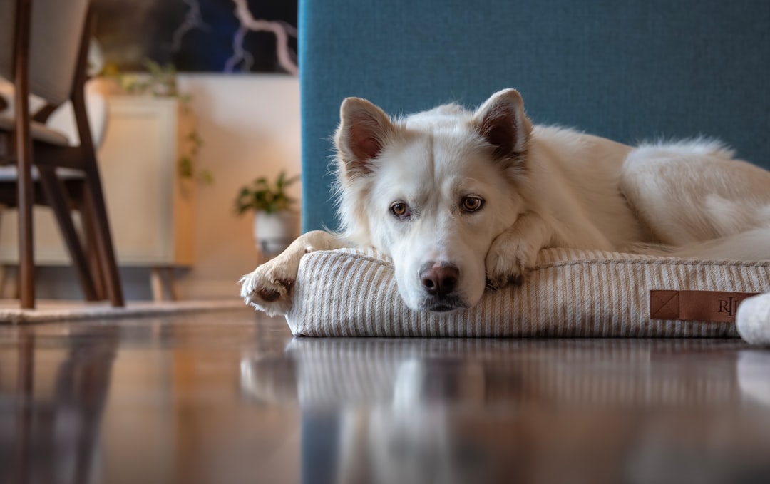 A calm living room setting with a new puppy and a curious cat meeting for the first time, showcasing a gradual introduction process.