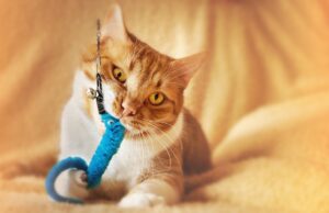 A playful cat engaging with toys in a cozy indoor setting, showcasing enrichment activities.