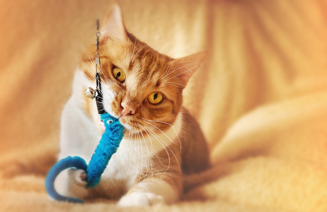 A playful cat engaging with toys in a cozy indoor setting, showcasing enrichment activities.